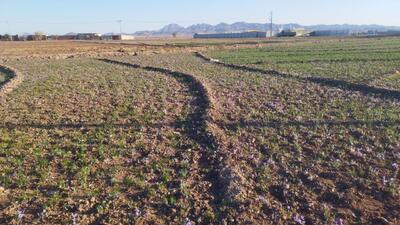 توسعه روستاهای گچساران بر بستر طرح منظومه روستایی+ فیلم