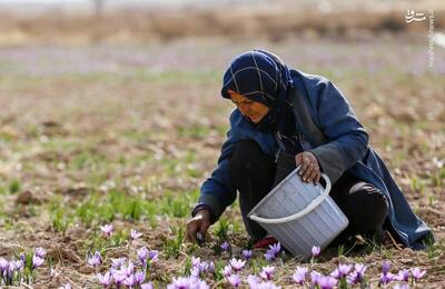 عکس/ برداشت طلای سرخ از مزارع خراسان‌شمالی