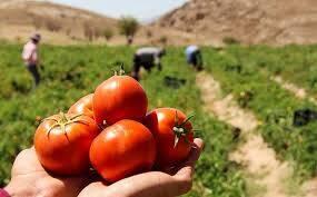 فیلم/ برداشت گوجه‌فرنگی‌ در جنوب استان فارس