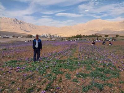 افزایش ۱۰ درصدی برداشت طلای سرخ در شهرستان فارسان