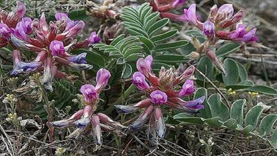 خواص ریشه گون بر بهبود سرماخوردگی و افزایش طول عمر