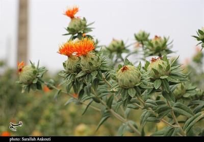 سامانه هوش مصنوعی گیاهبان در استان کرمان رونمایی شد - تسنیم