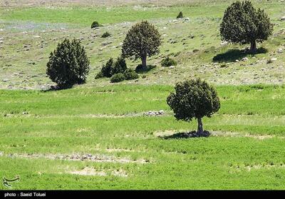 حمایت از بهره‌برداران گیاهان دارویی در کشور - تسنیم