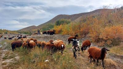 سفری به روستای کارغش فریمان در یک روز پاییزی + فیلم