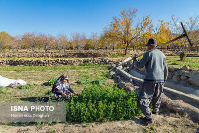 سرشماری ۲۴ درصدی بهره برداران بخش کشاورزی گیلان