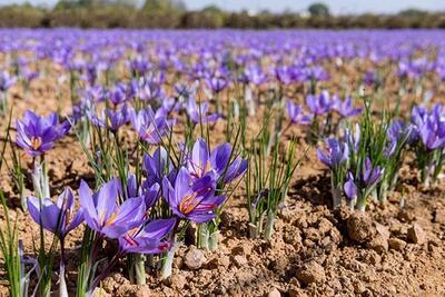 تولید ۳ تن زعفران در آذربایجان شرقی