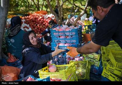 فارس رتبه نخست تولید و سطح زیر کشت انار را دارد - تسنیم