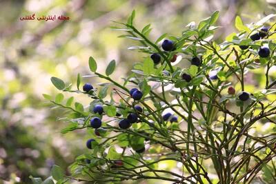 خواص درمانی گیاه روناس و رفع درد سیاتیک و انحلال سنگ مجاری ادرار!