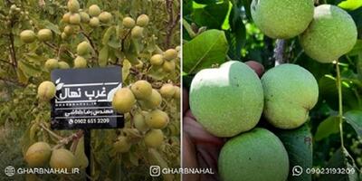 نکات طلایی خرید نهال گردو و احداث باغ آن