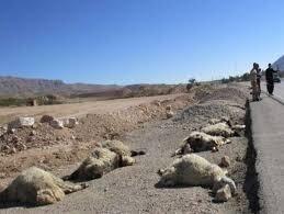 برخورد خودرو با گله گوسفندان در یک روستا | ببینید چه بر سر گوسفندان آمد