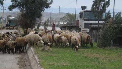 فیلم/ برخورد خودرو با گله گوسفند در روستای ژارئاوا