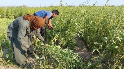 برداشت کنجد از قطب تولید کنجد در سیستان و بلوچستان