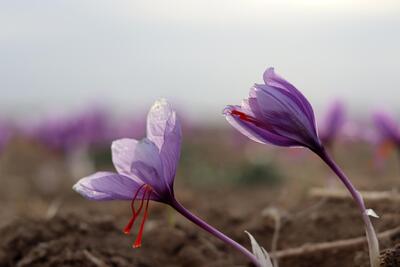 برداشت طلای سرخ در نی‌ریز آغاز شد