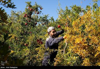 اصلاح و نوسازی 2300 هکتار از باغات چهارمحال و بختیاری - تسنیم