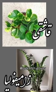 به این گیاهان نباید زیاد آب بدهید! + فیلم