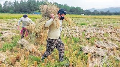 جوانان بی‌ادعا مشغول جهادند