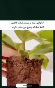 خاک‌ گلدان تان چه نوع خاکی است و چکار باید بکنید + فیلم