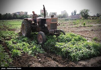 ماجرای کشت سبزی با آب آلوده به فاضلاب در کرمانشاه - تسنیم