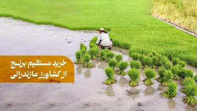 برنج ایرانی خوب از کجا بخرم؟