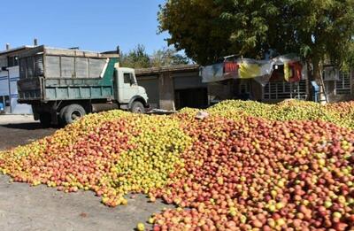 ۸۰۰ تن سیب پا درختی از باغداران لرستان خریداری شد