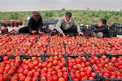 قیمت گوجه‌فرنگی کاهشی شد