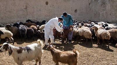 فاز دوم طرح واکسیناسیون بیماری تب برفکی در املش اجرا شد