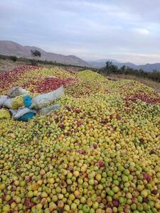 ۸۰۰ تن سیب پا درختی از باغداران لرستان خریداری شده است