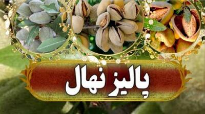 فروش ویژه نهال‌ های پیوندی و اصلاح ‌شده بیش از 2 هزار رقم   نهال با ارسال یک ‌روزه پالیز نهال