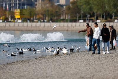 دریاچه چیتگر میزبان پرندگان مهاجر سیبری شد + تصاویر