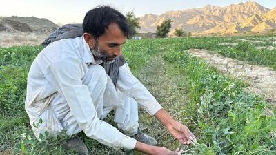 آغاز برداشت نخودسبز ۷۰ هکتار از اراضی کشاورزی شهرستان سرباز