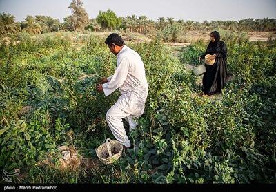 آغاز برداشت چای ترش در شهرستان دلگان - تسنیم