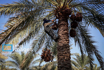 رشد ۳۰ درصدی صادرات خرمای سراوان به خارج از کشور