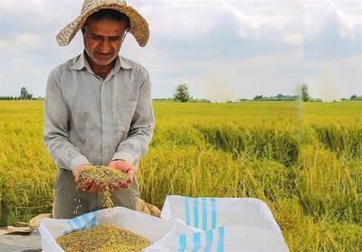 گزارش|‌‌حال ناخوش برنجکاران شمال/ برنج ایرانی ‌در انبار ماند - تسنیم