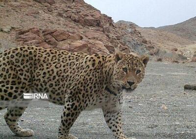 فیلم/ ابهت پلنگ ایرانی در پارک ملی سالوک خراسان شمالی