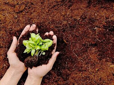 مرثیه ای برای از بین رفتن مادر حیات