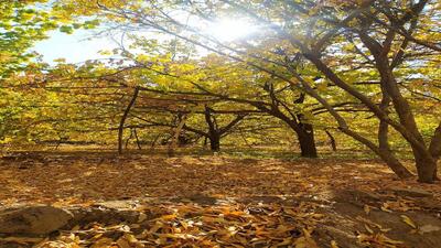 قابی خاطره انگیز از پاییز هزاررنگ روستای داوران + عکس