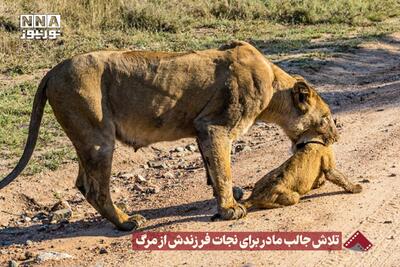 نورنما | تلاش جالب مادر برای نجات فرزندش از مرگ +فیلم