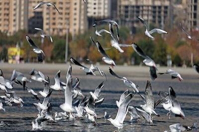 بیماری‌های تنفسی طیور در اردبیل مشاهده نشده است