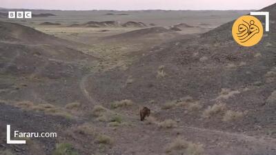 مشاهده نادر تنهاترین خرس جهان در قلب خشک آسیا + ویدئو