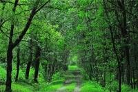 ۲۵ هزار هکتار جنگل بر باد می‌رود؟ / وقف حربه جدید جنگل‌خواران گلستان