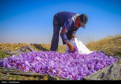 نگاهی به کشت زعفران در کردستان - تسنیم