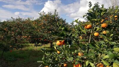 آغاز برداشت مرکبات در روستای حاجی کلا + عکس