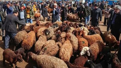 این بار همه چیز گران شد اما گوسفند ارزان!