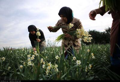 رونق اشتغال فصلی در مازندران با آغاز برداشت گلِ نرگس