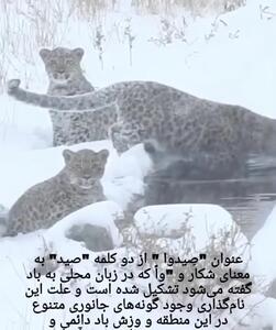 خانواده‌ پلنگ ایران در سمنان، پارک ملی صیدوا + فیلم