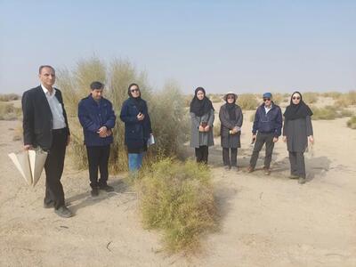 آلوده شدن تاغزارهای استان سمنان در سطحی بیش از٥٠ هزار هکتار (در ٧ شهرستان) به بیماری سفیدک سطحی و آفت شپشک