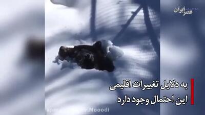 (ویدئو) خرس‌ها هنوز بیدارند..! گرسنه و سرگردان در جستجوی غذا؛ حتی تا نزدیکی انسان‌ها