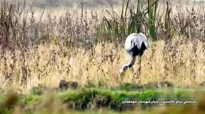 مشاهدۀ درنای اوراسیا در گیلان + فیلم