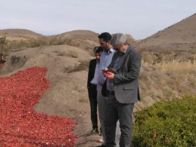 پایان برداشت محصول فلفل از مزارع شهرستان میامی/دهستان فرومد