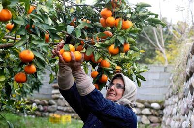 عکس/ برداشت مرکبات از باغات شهرستان سوادکوه